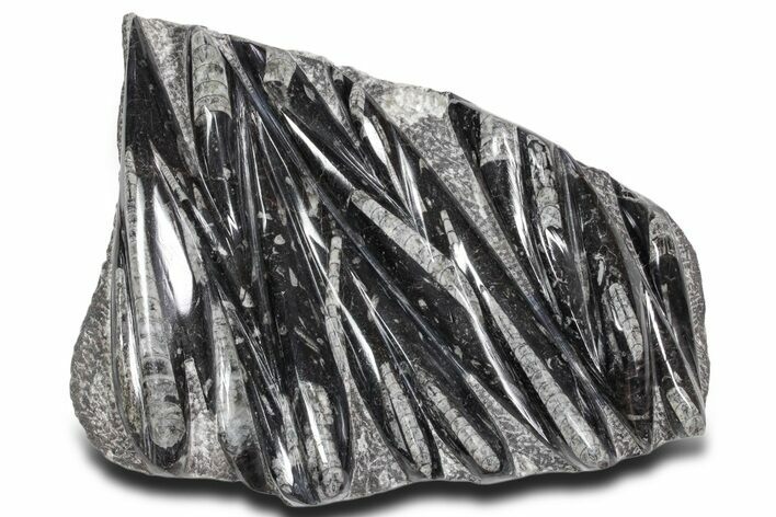 Polished Fossil Orthoceras (Cephalopod) Plate - Morocco #359585